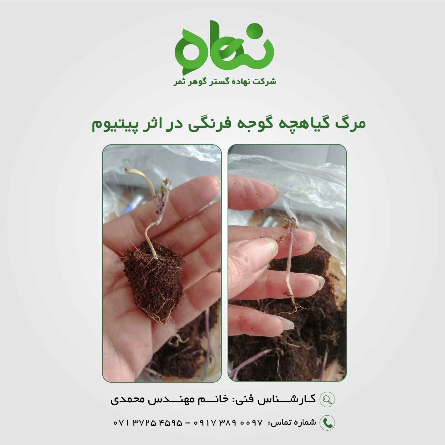 مرگ گیاهچه گوجه فرنگی در اثر پیتیوم